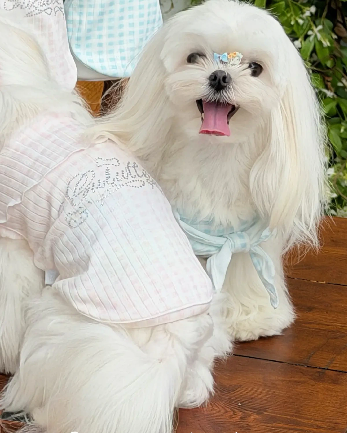Island Diary / Checked sailor style Peach Dream · Sea Salt Blue