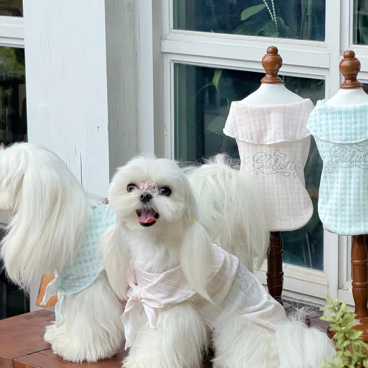 小岛日记系列马尔济斯犬模特与服装陈列